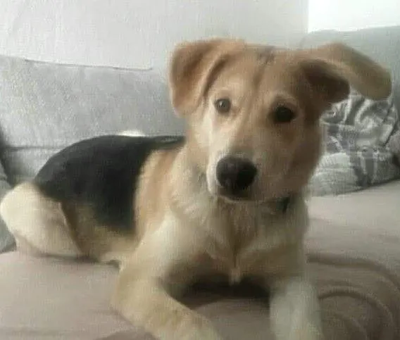 Piesek do adopcji!, Śląskie, Rybnik