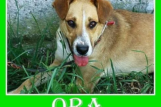Wesoła, miła suczka Ora -adopcja,  małopolskie Kraków