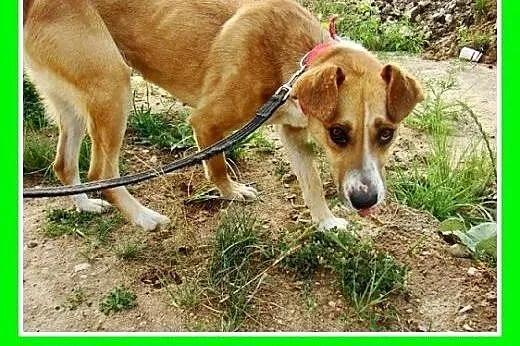 Wesoła, miła suczka Ora -adopcja,  małopolskie Kra