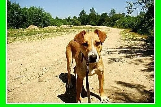 Wesoła, miła suczka Ora -adopcja,  małopolskie Kra