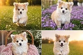 Sunia orange merle szpic pomeranian