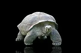 Żółw olbrzymi (Aldabrachelys gigantea)