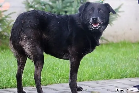 Dino - czeka na kochającego człowieka, Mazowieckie, Nowy Dwór Mazowiecki