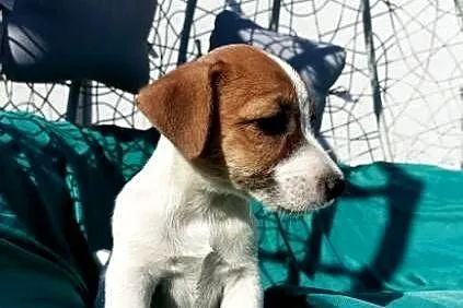 Wzorcowy Jack Russell gładki doskonała budowali umaszczenie ojciec FCI