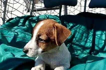 Wzorcowy Jack Russell gładki doskonała budowali umaszczenie ojciec FCI, Opolskie, Krapkowice