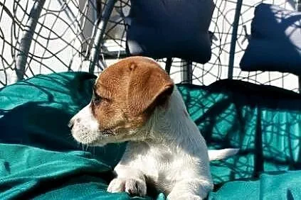 Wzorcowy Jack Russell gładki doskonała budowali umaszczenie ojciec FCI, Opolskie, Krapkowice