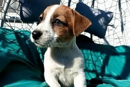 Wzorcowy Jack Russell gładki doskonała budowali umaszczenie ojciec FCI, Opolskie, Krapkowice
