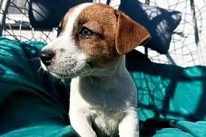 Wzorcowy Jack Russell gładki doskonała budowali umaszczenie ojciec FCI, Opolskie, Krapkowice