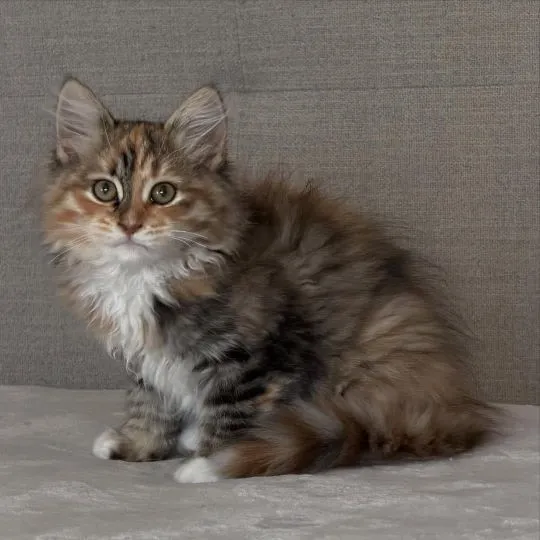 639 Piękne kocięta Sabari do adopcji i adopcji. E-mail: {{ emanuelleptrc@gmail.com}}, , Kielce