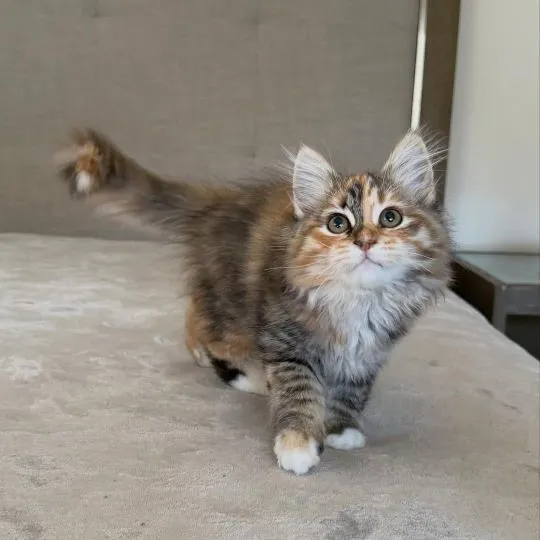 639 Piękne kocięta Sabari do adopcji i adopcji. E-mail: {{ emanuelleptrc@gmail.com}}