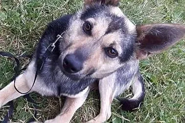 Młoda, kochana Frania, 10 kg cudownej suni szuka domu!,  Kundelki cała Polska