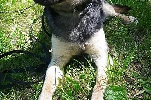 Młoda, kochana Frania, 10 kg cudownej suni szuka d
