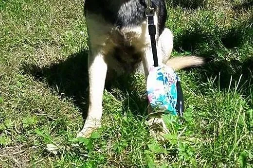 Młoda, kochana Frania, 10 kg cudownej suni szuka d