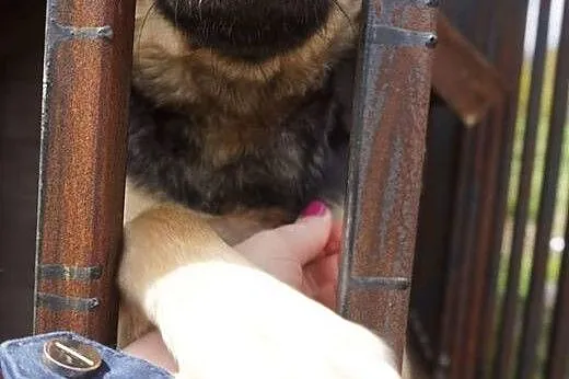 Młoda, kochana Frania, 10 kg cudownej suni szuka d