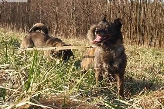 Daj wspaniałym psiaczkom cudowne domki na jakie zasługują, , Wrocław