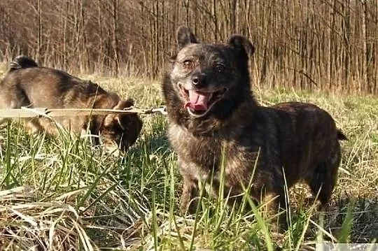 Daj wspaniałym psiaczkom cudowne domki na jakie zasługują, , Wrocław