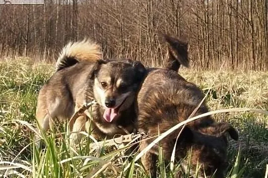 Daj wspaniałym psiaczkom cudowne domki na jakie zasługują, , Wrocław