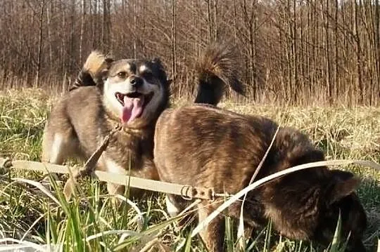 Daj wspaniałym psiaczkom cudowne domki na jakie zasługują, , Wrocław
