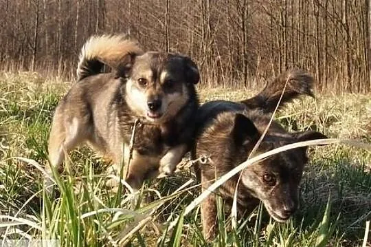 Daj wspaniałym psiaczkom cudowne domki na jakie zasługują, , Wrocław