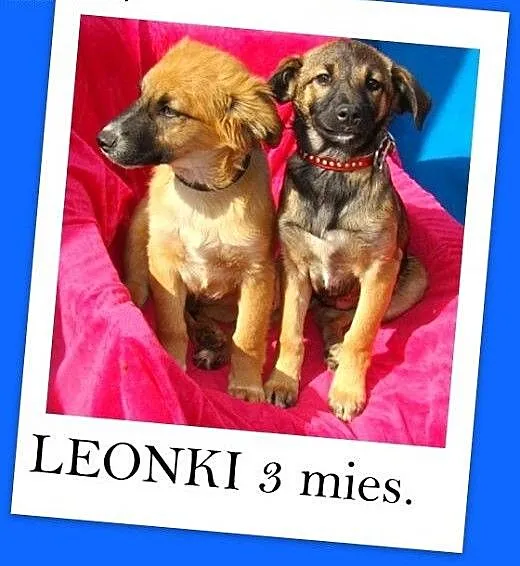 3 mies. szczeniaki LEONKI,piesek,suczka średnie.AD