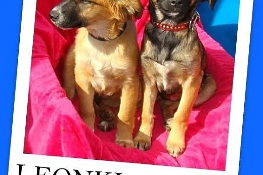 3 mies. szczeniaki LEONKI,piesek,suczka średnie.AD