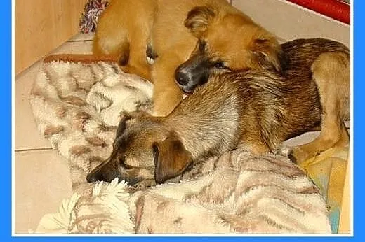 3 mies. szczeniaki LEONKI,piesek,suczka średnie.AD