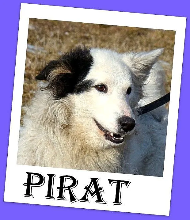 Średni 13 kg piesek PIRAT,przyjazny, towarzyski, k