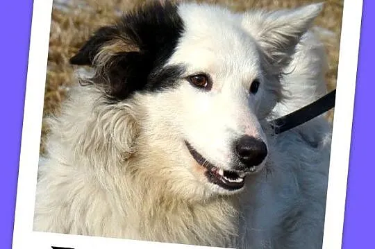 Średni 13 kg piesek PIRAT,przyjazny, towarzyski, kontaktowy_Adopcja