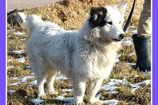 Średni 13 kg piesek PIRAT,przyjazny, towarzyski, k