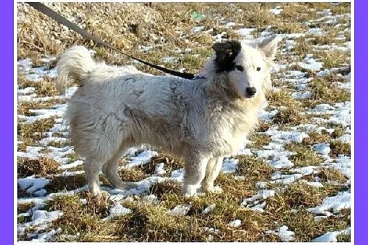 Średni 13 kg piesek PIRAT,przyjazny, towarzyski, k