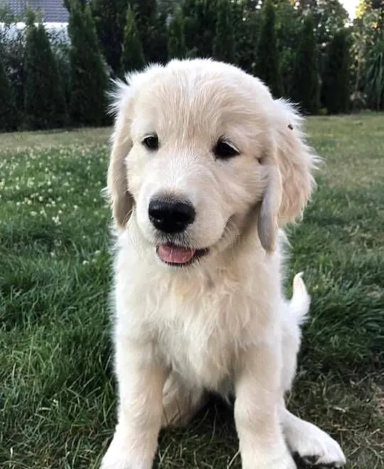 Szczeniak Golden Retriever, Mazowieckie, Stara Wieś