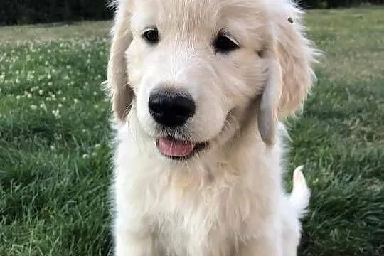 Szczeniak Golden Retriever, Mazowieckie, Stara Wieś