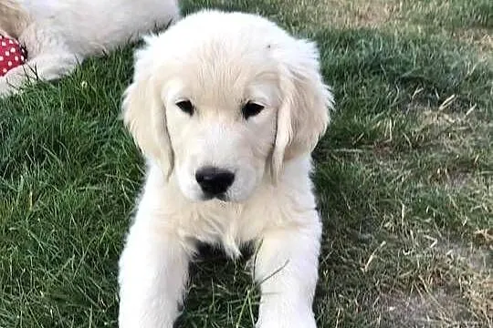 Szczeniak Golden Retriever, Mazowieckie, Stara Wieś