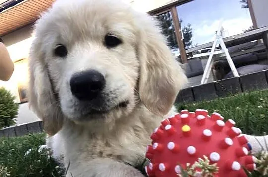 Szczeniak Golden Retriever, Mazowieckie, Stara Wieś