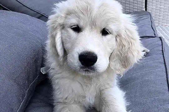 Szczeniak Golden Retriever, Mazowieckie, Stara Wieś