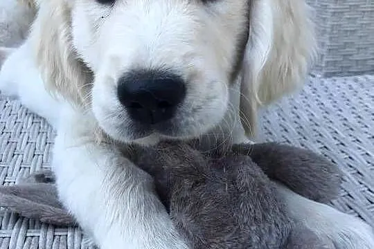 Szczeniak Golden Retriever, Mazowieckie, Stara Wieś