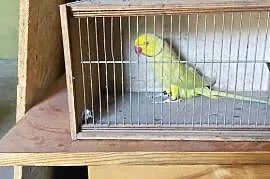 Papugi