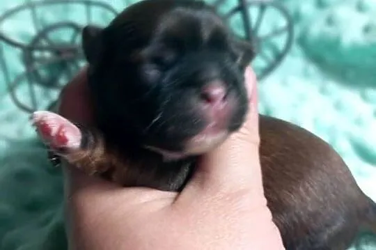 Shih-Tzu  chłopiec odbiór w grudniu