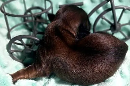 Shih-Tzu  chłopiec odbiór w grudniu, Opolskie, Strzelce Opolskie