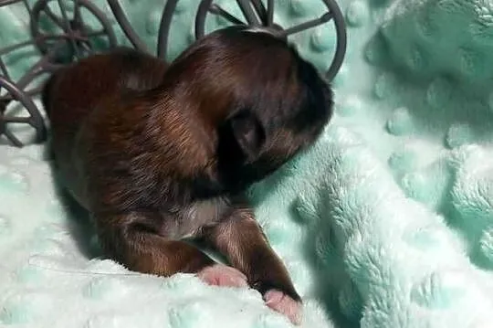 Shih-Tzu  chłopiec odbiór w grudniu, Opolskie, Strzelce Opolskie