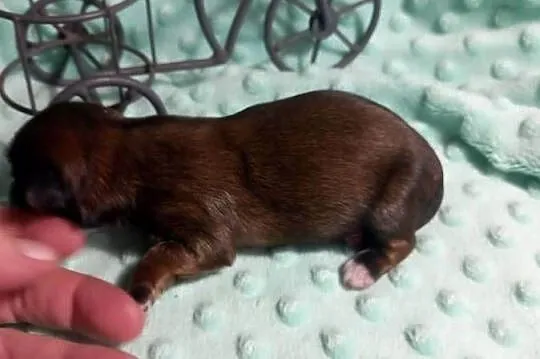 Shih-Tzu  chłopiec odbiór w grudniu, Opolskie, Strzelce Opolskie