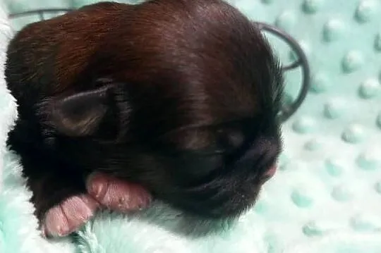 Shih-Tzu  chłopiec odbiór w grudniu, Opolskie, Strzelce Opolskie