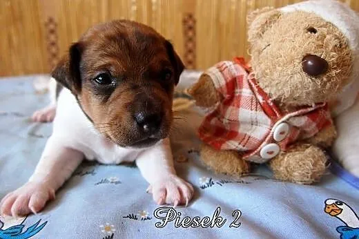 Jack Russell Terrier- gładkowłose szczenięta.,  ku