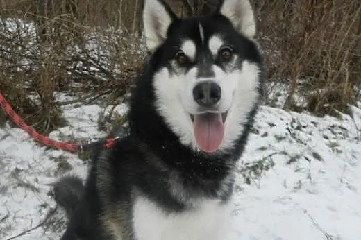 Oskar - przyjacielski husky szuka domu na zawsze, 