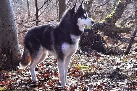 Oskar - przyjacielski husky szuka domu na zawsze, 