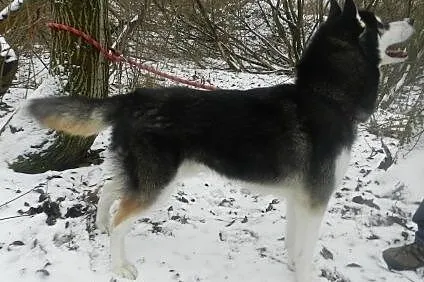 Oskar - przyjacielski husky szuka domu na zawsze, 