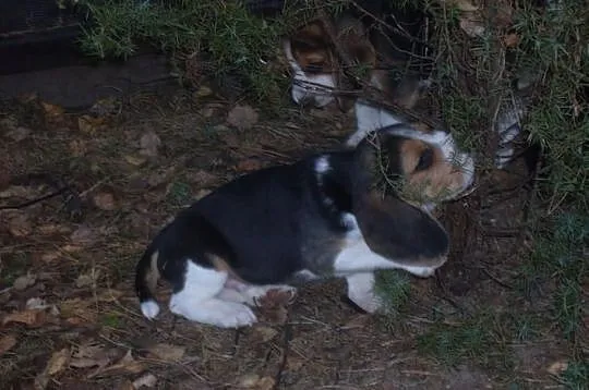 Beagle szczenieta z czolowej polskiej hodowli FCI