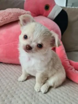 Chihuahua FCI z kameralnej domowej hodowli Z domu Rosa, suczka długowłosa