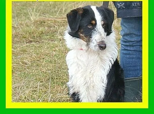 12kg, 2lata, łagodny,towarzyski,przyjazny,pies FOX