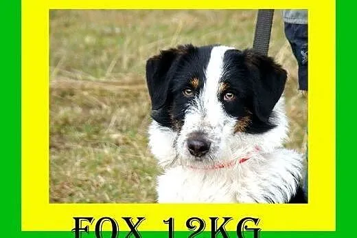 12kg, 2lata, łagodny,towarzyski,przyjazny,pies FOX